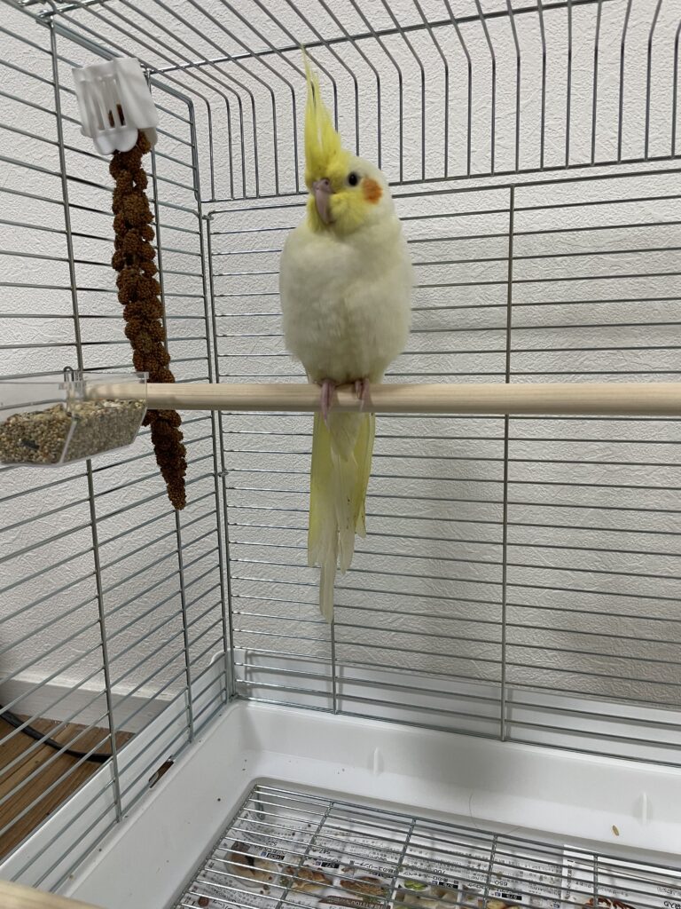 オカメインコ画像